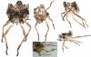 Pentatoma rufipes